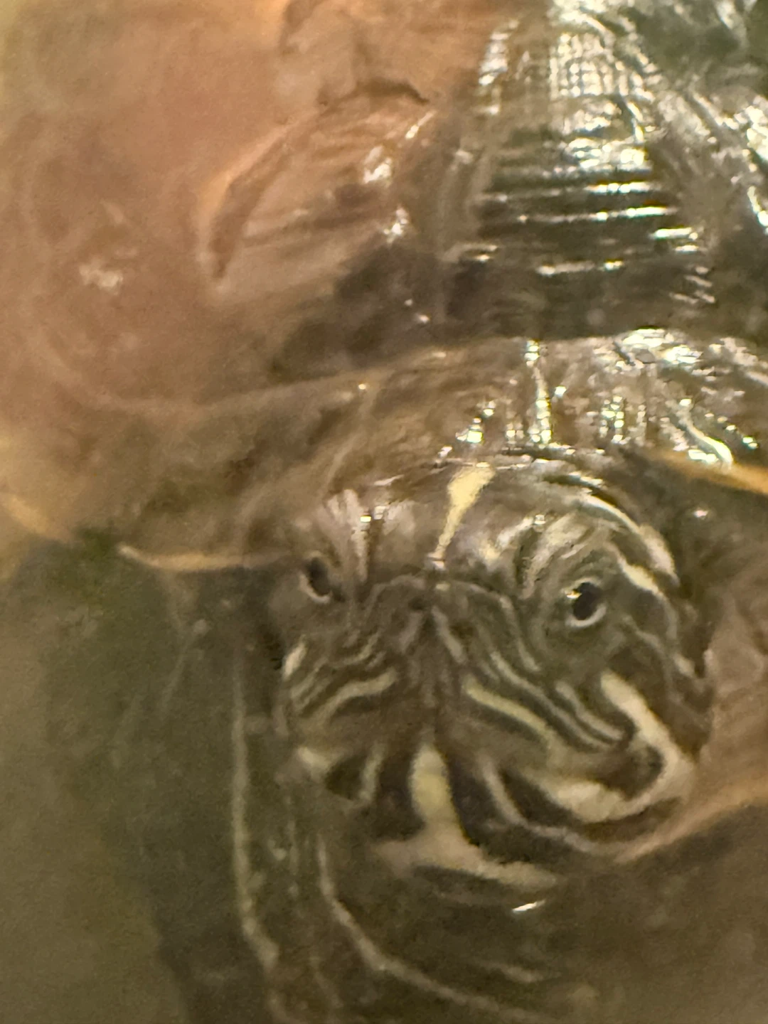 Pet Turtle - photo 3