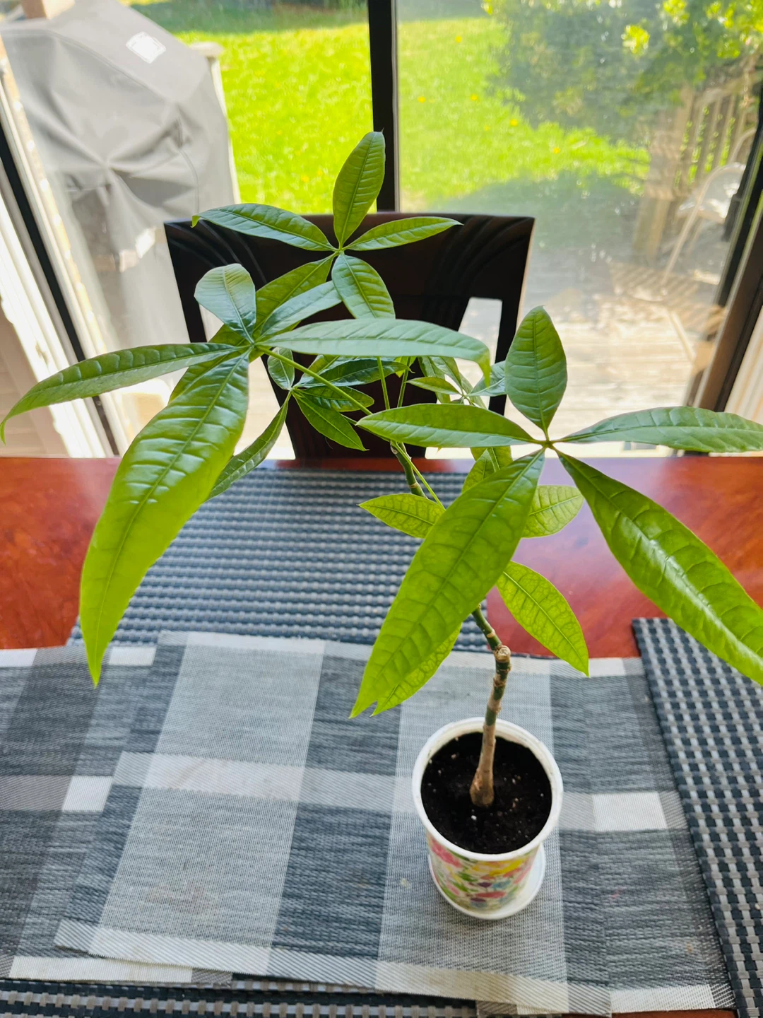 Money Tree Plant approx. 2ft Tall - photo 2