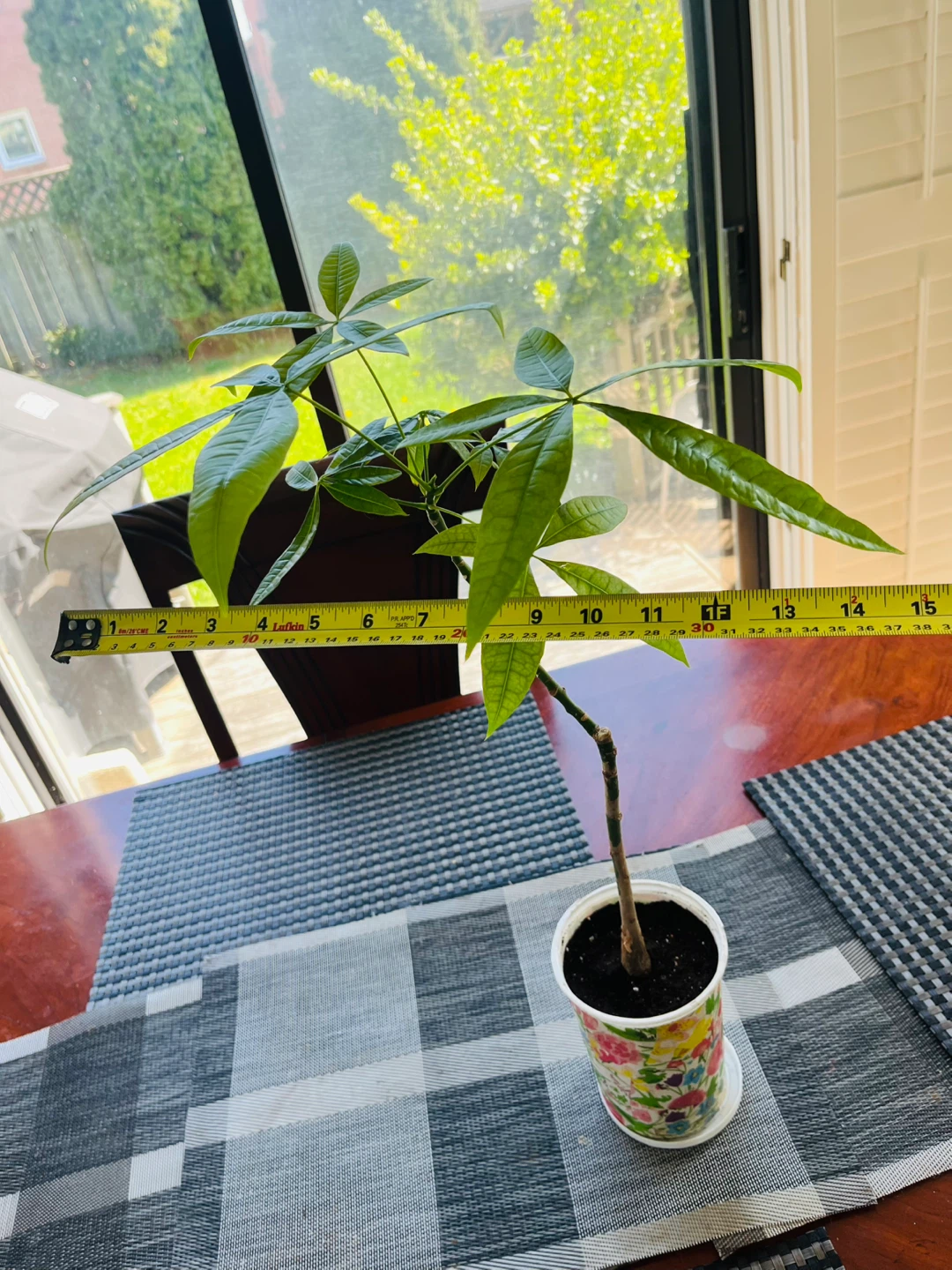 Money Tree Plant approx. 2ft Tall - photo 4