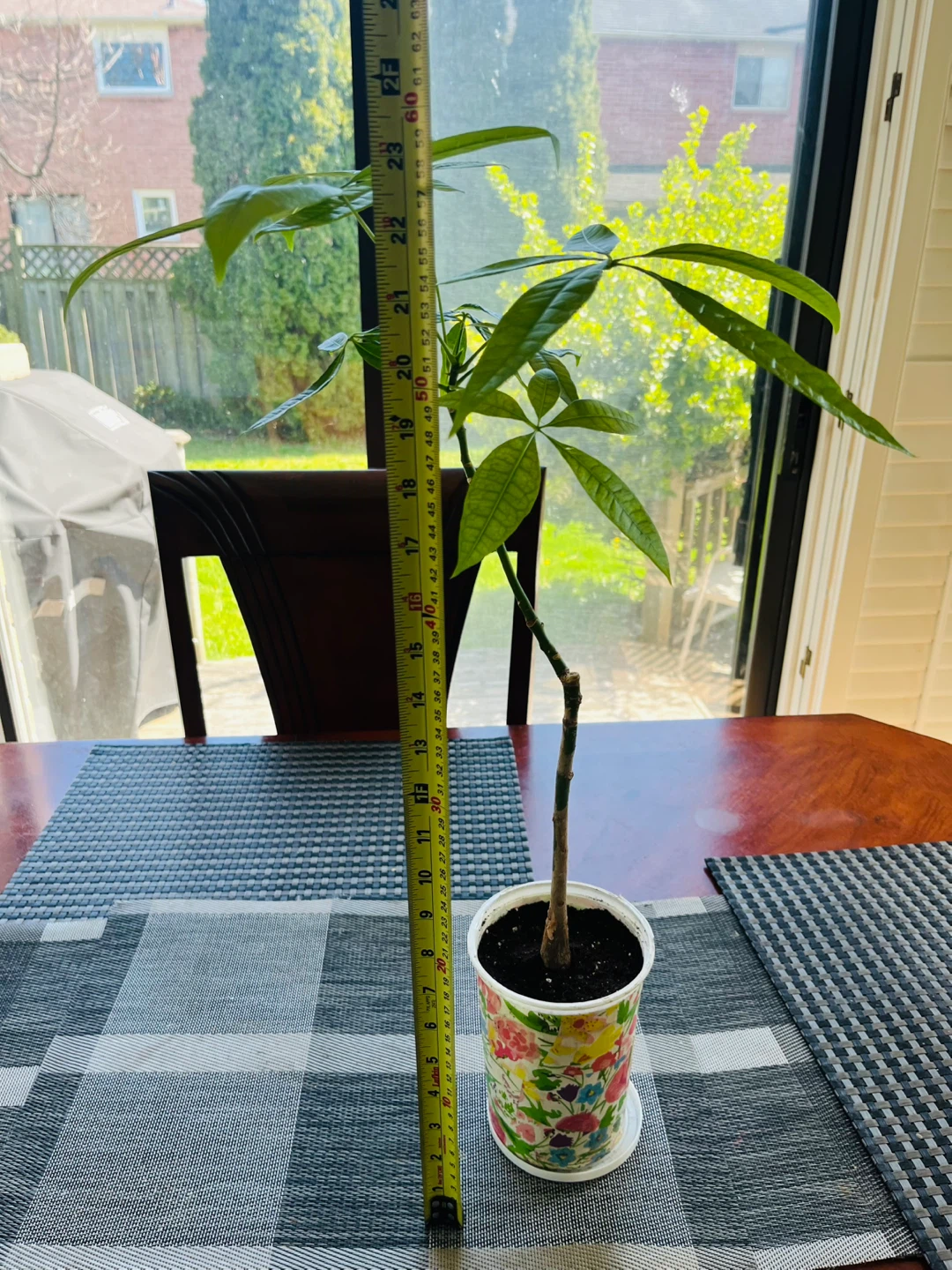 Money Tree Plant approx. 2ft Tall - photo 3