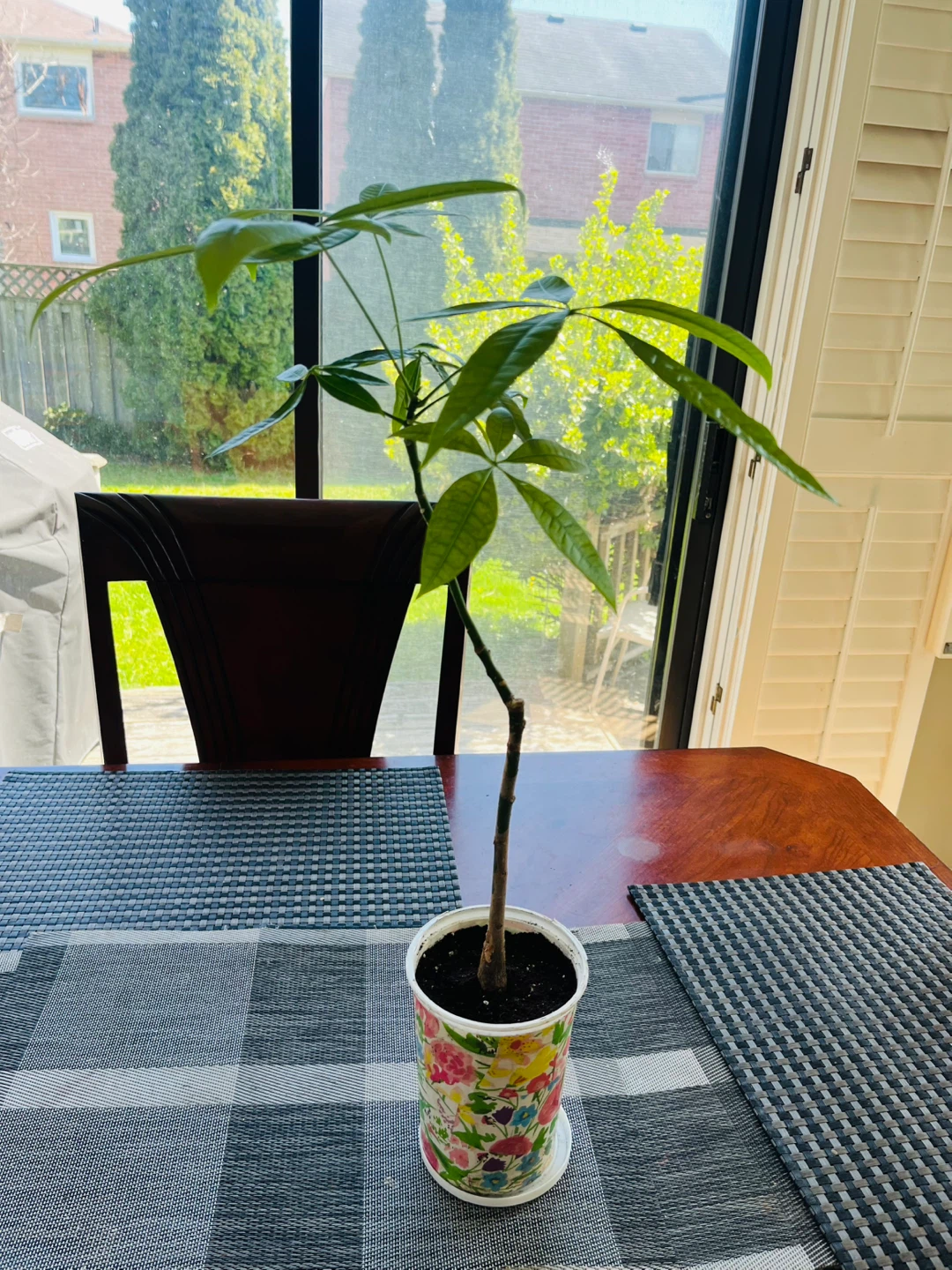 Money Tree Plant approx. 2ft Tall