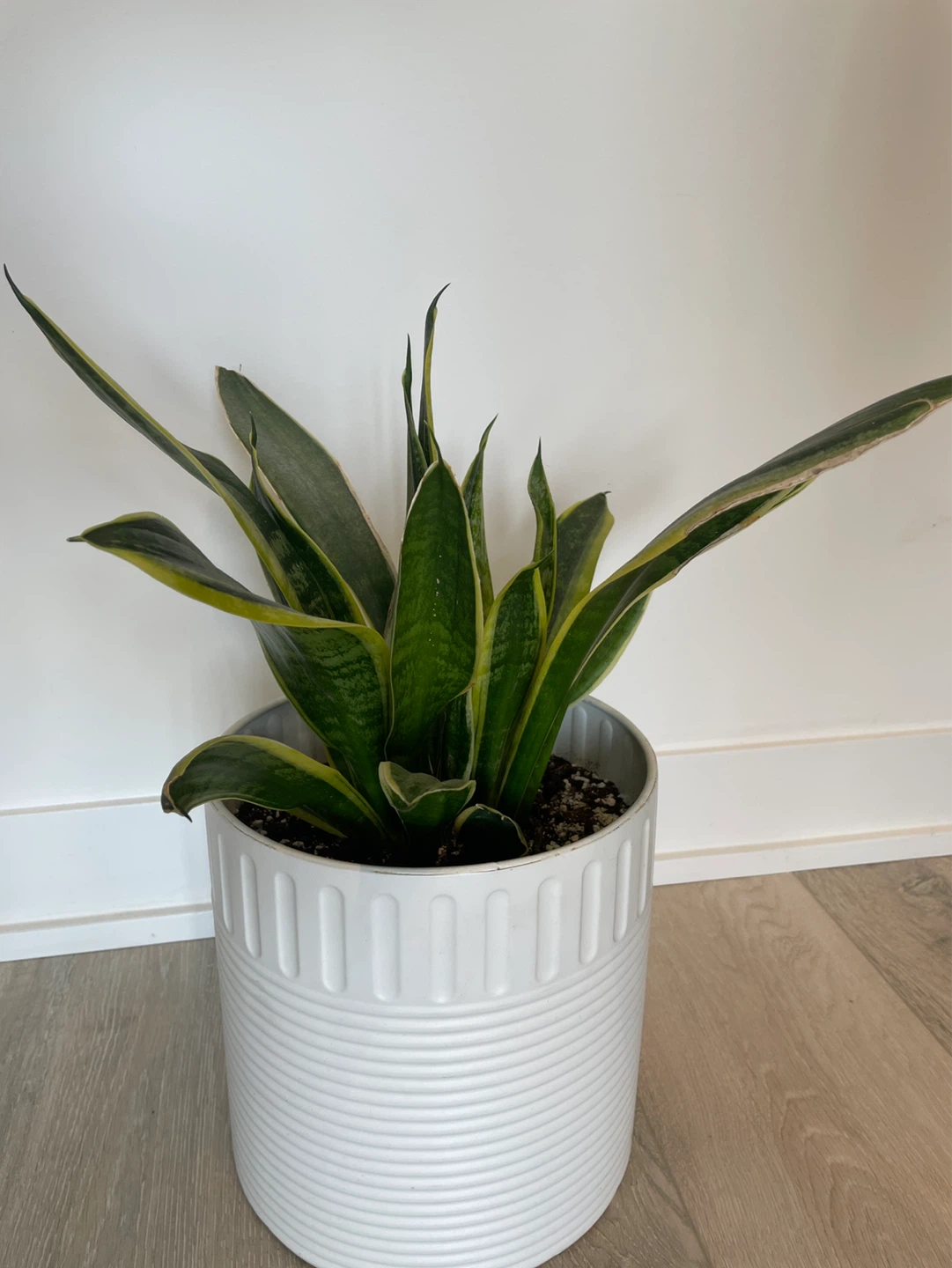 Snake Plant in White Pot