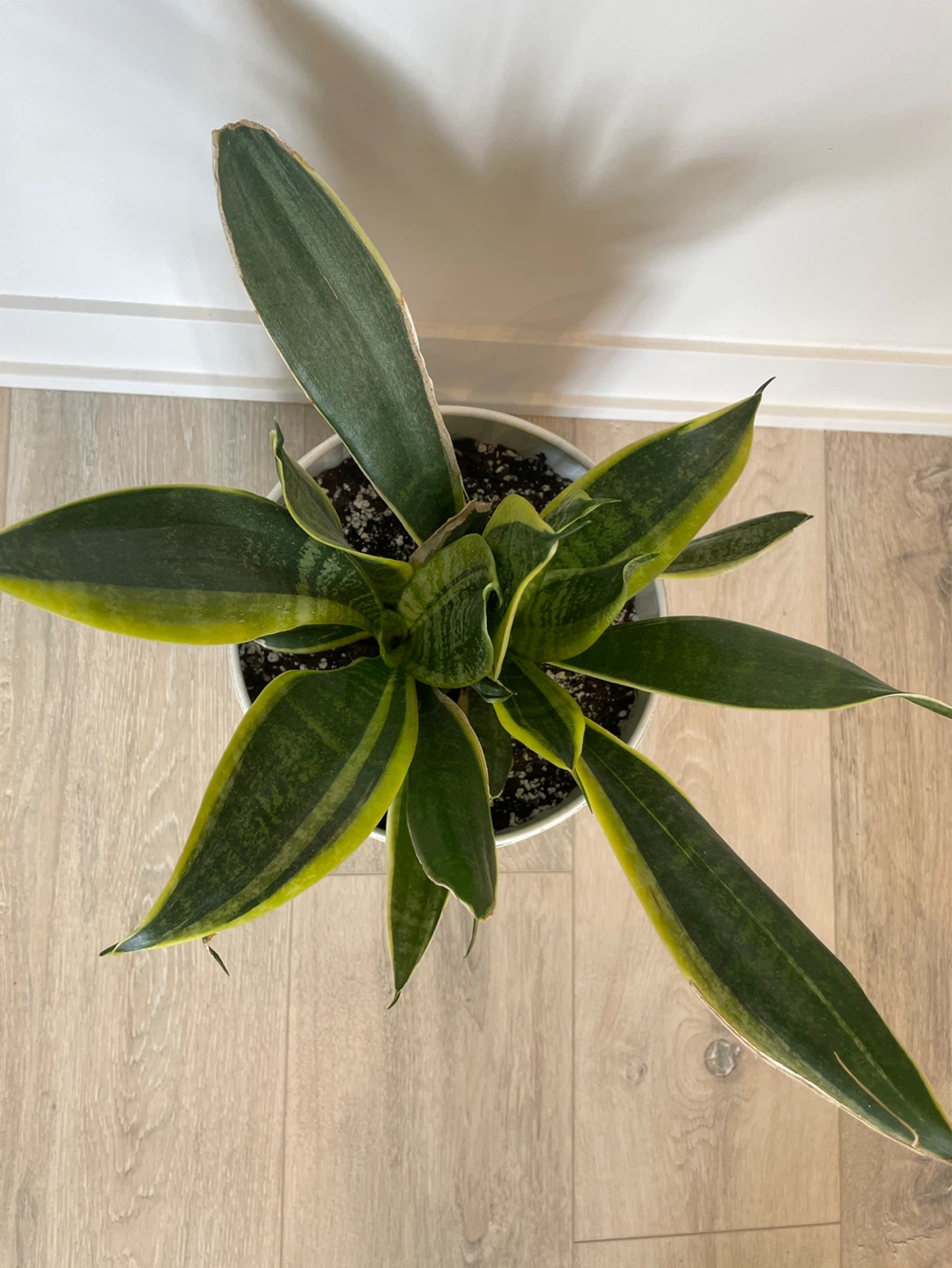 Snake Plant in White Pot - photo 2