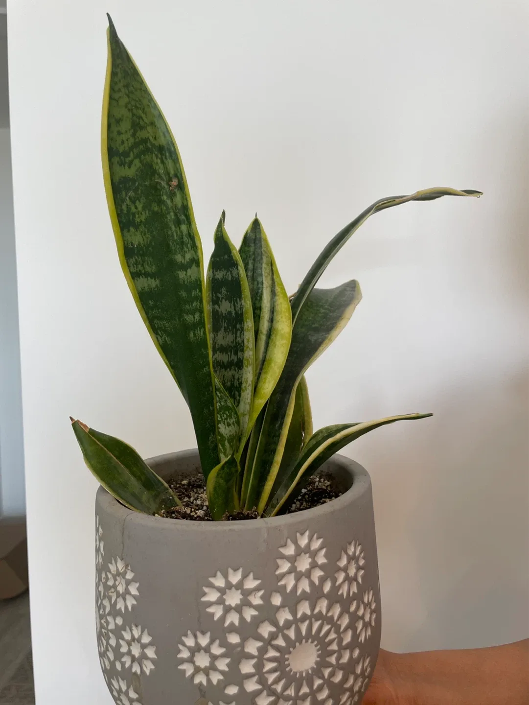 Snake Plant in Decorative Pot