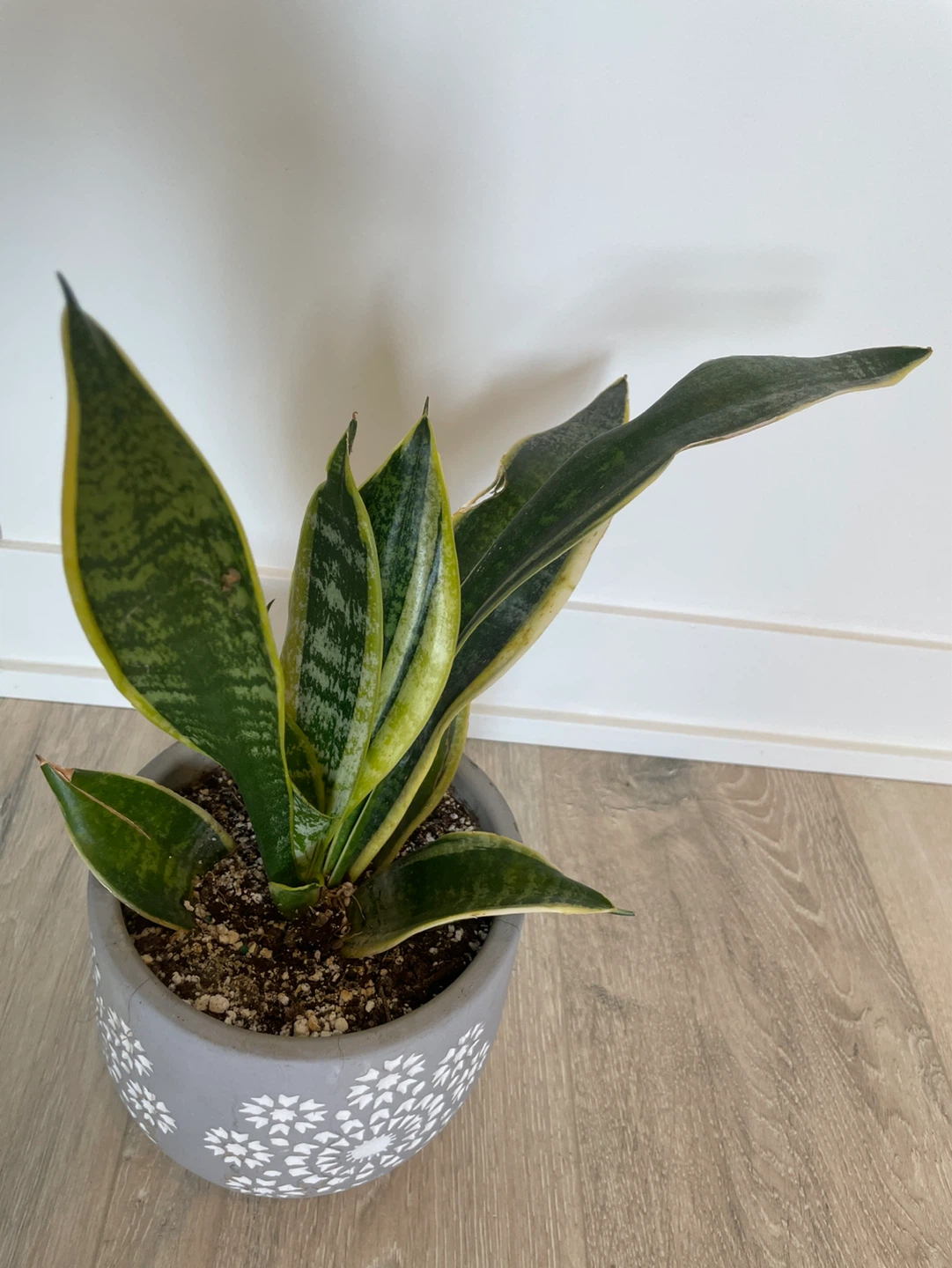 Snake Plant in Decorative Pot - photo 2