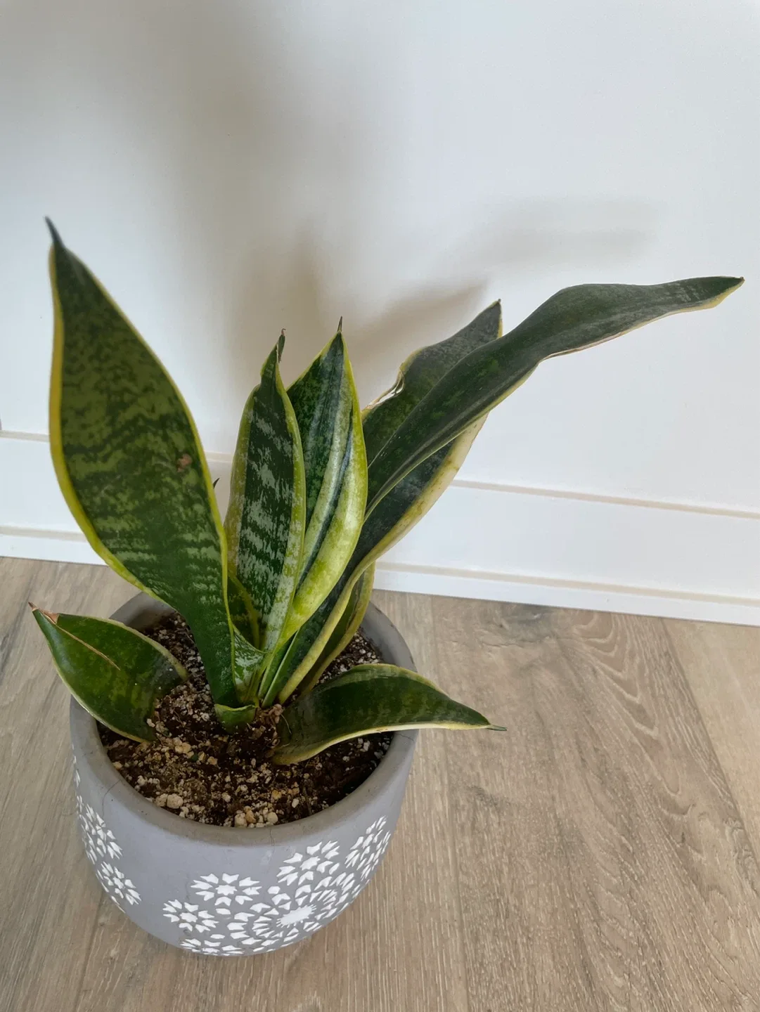Snake Plant in Decorative Pot - photo 2