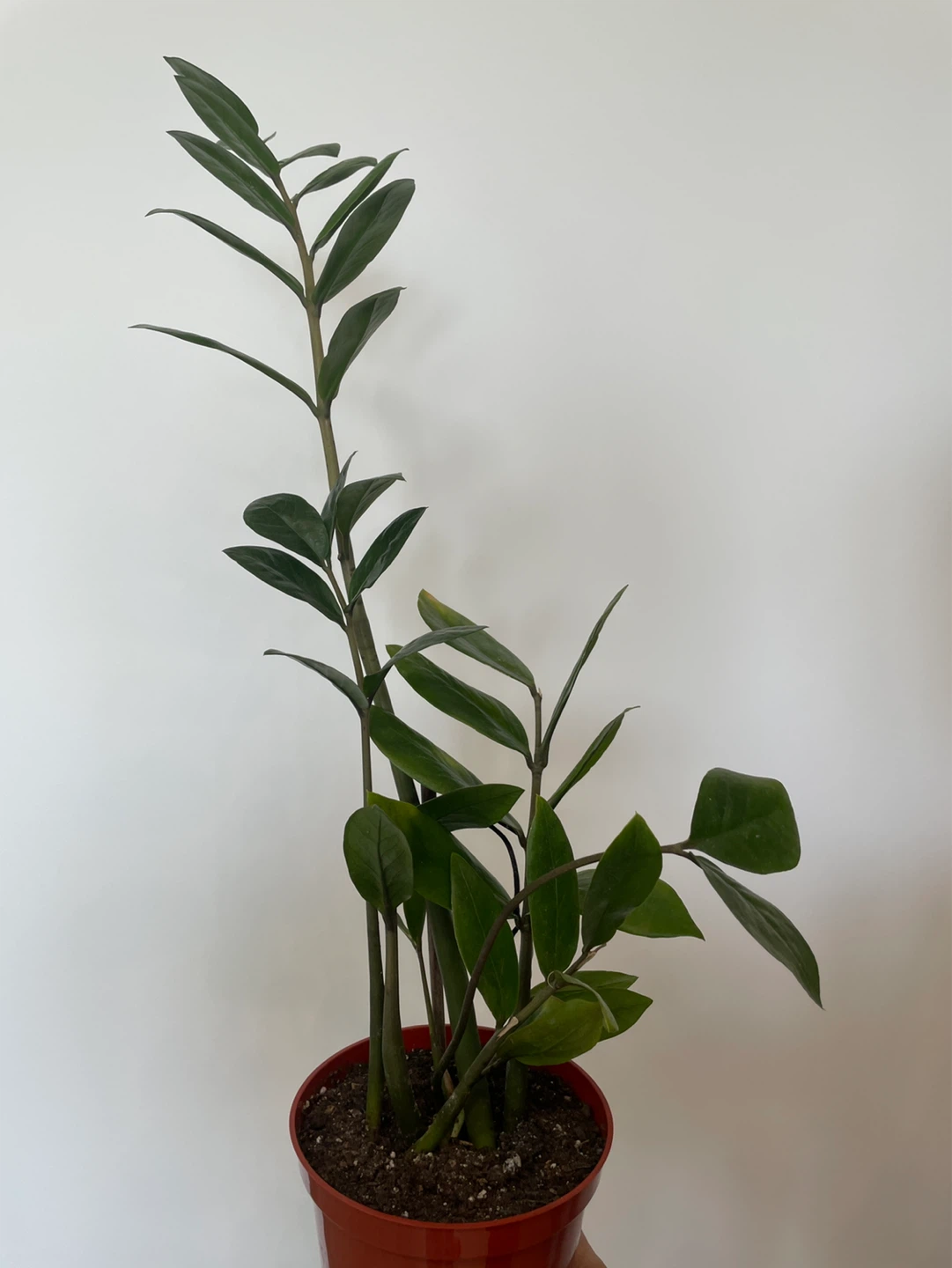 ZZ Plant in Red Pot