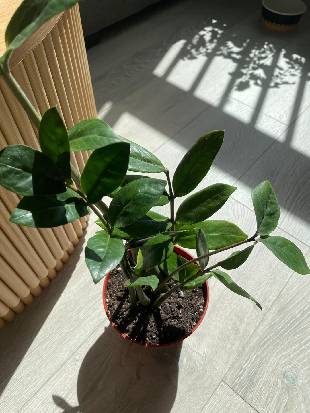 ZZ Plant in Red Pot - photo 3