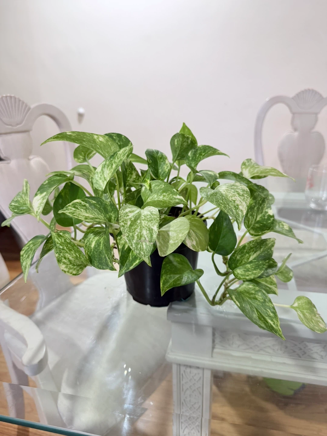 Marble Queen Pothos Plant