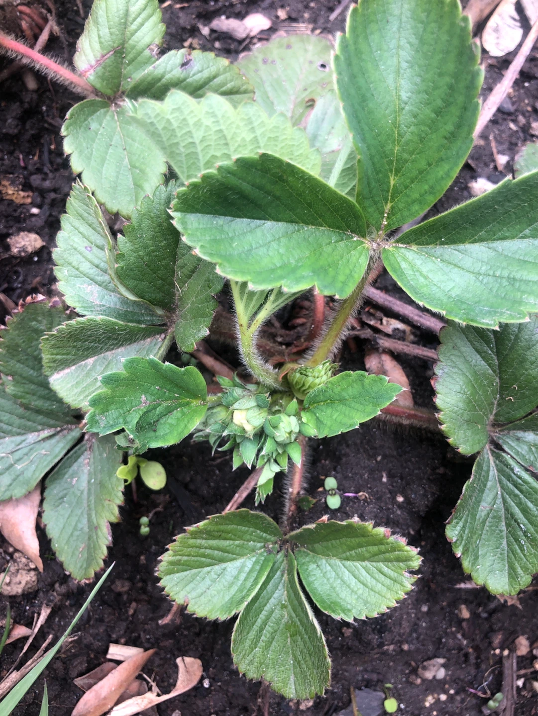 🍓Organic Strawberry plants (please see description) - photo 4