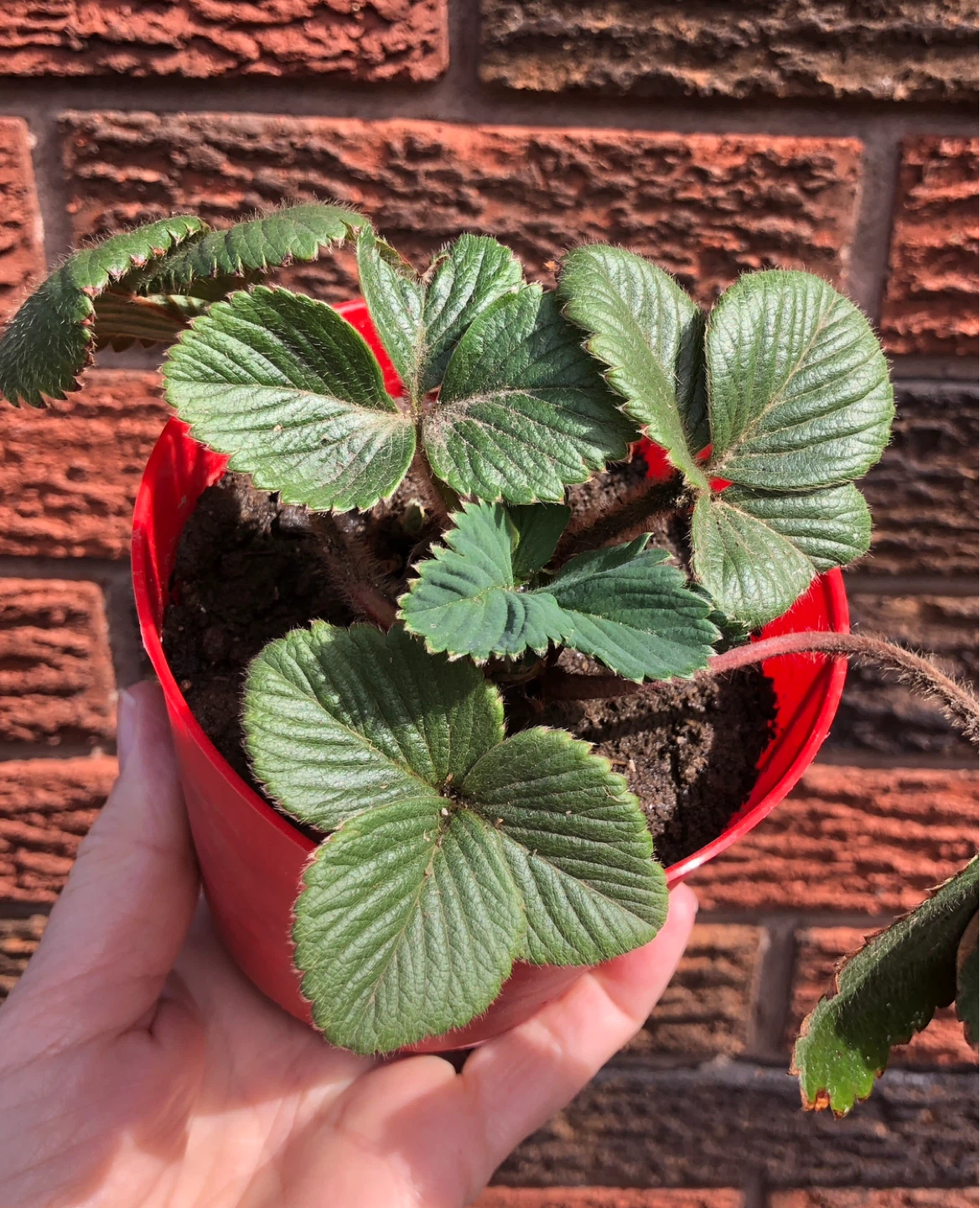 🍓Organic Strawberry plants (please see description) - photo 2