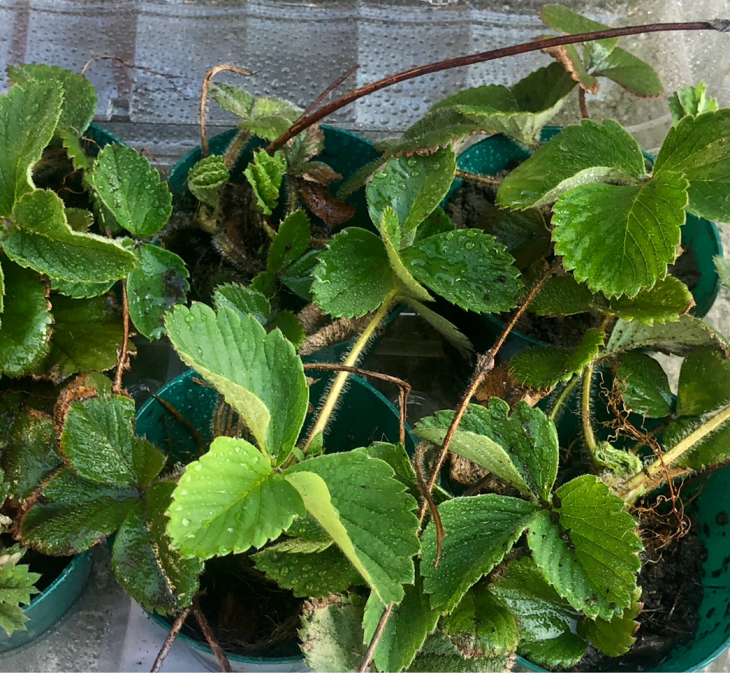 🍓Organic Strawberry plants (please see description) - photo 3