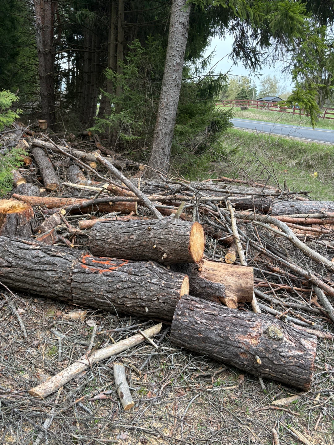 Firewood