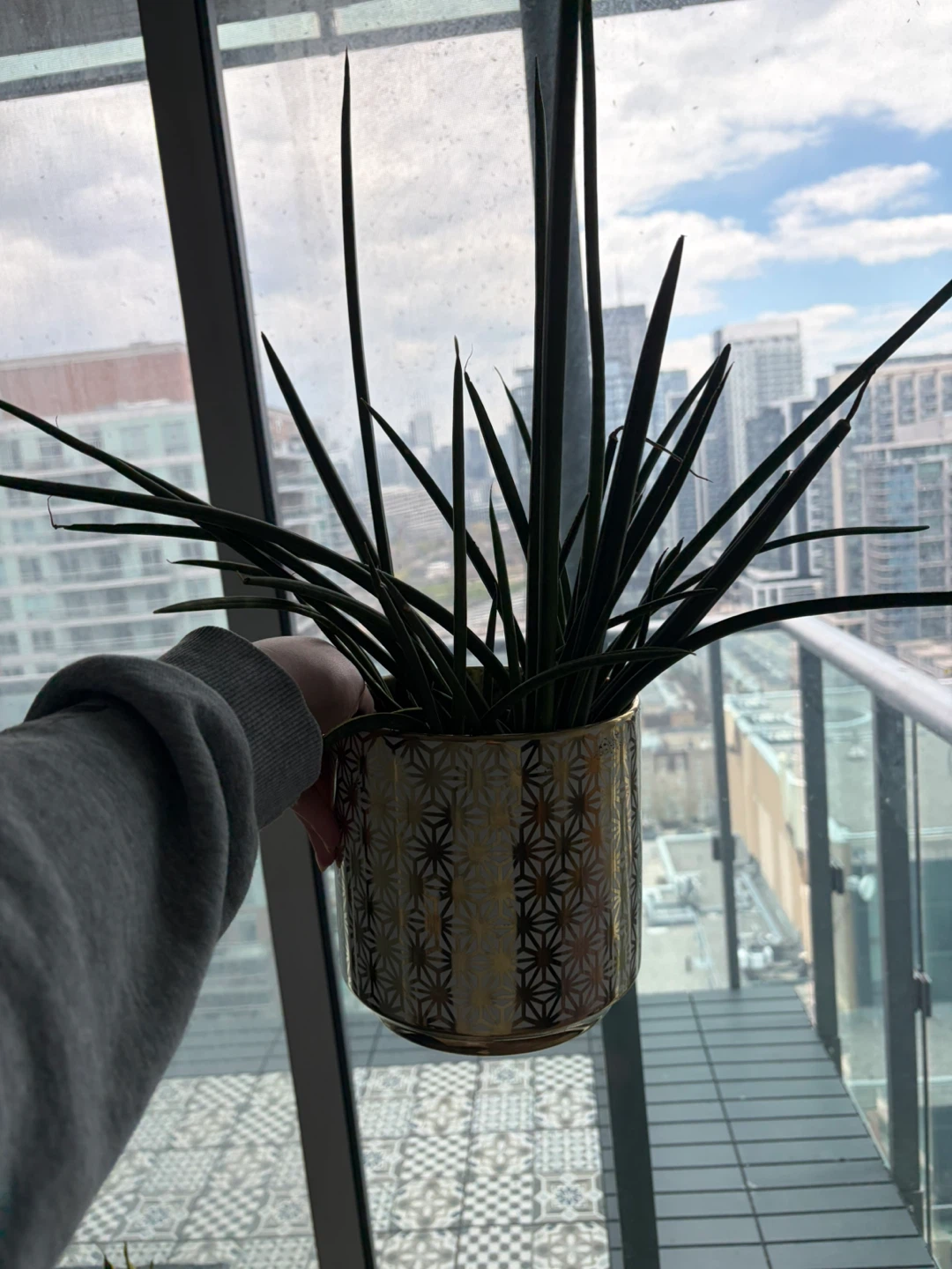 Decorative Gold Star Pattern Planter Pot with snake plant