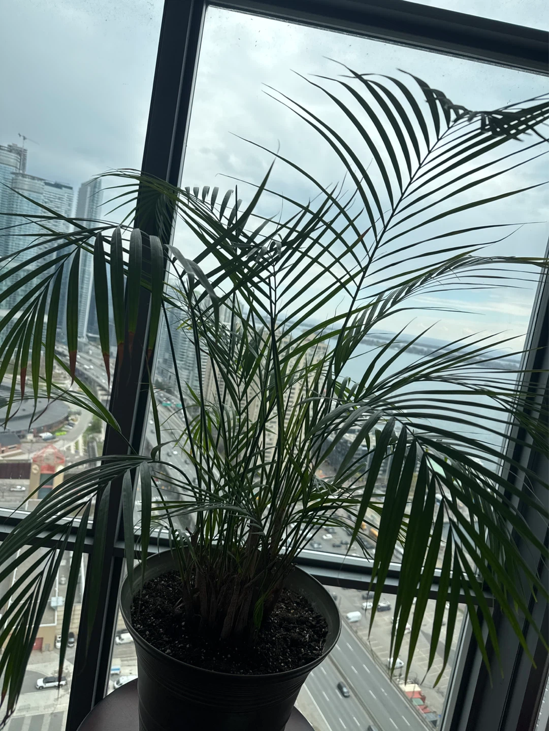 Large Potted Palm Plant