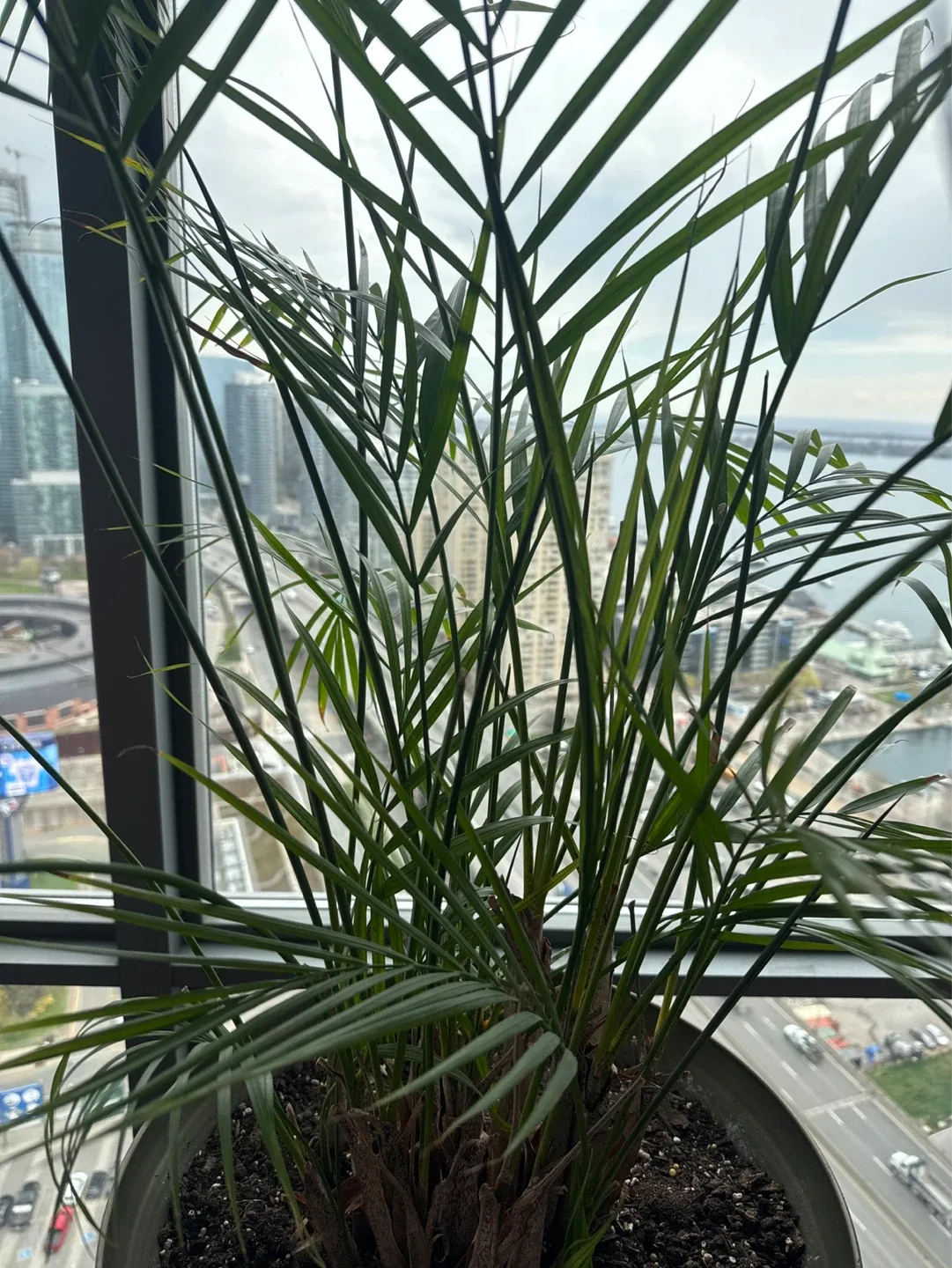 Large Potted Palm Plant - photo 2