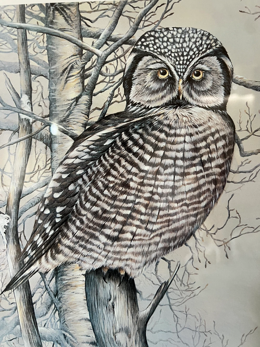 Vintage Photolithograph ‘Hawk Owl’ by Paul Harpley - photo 4