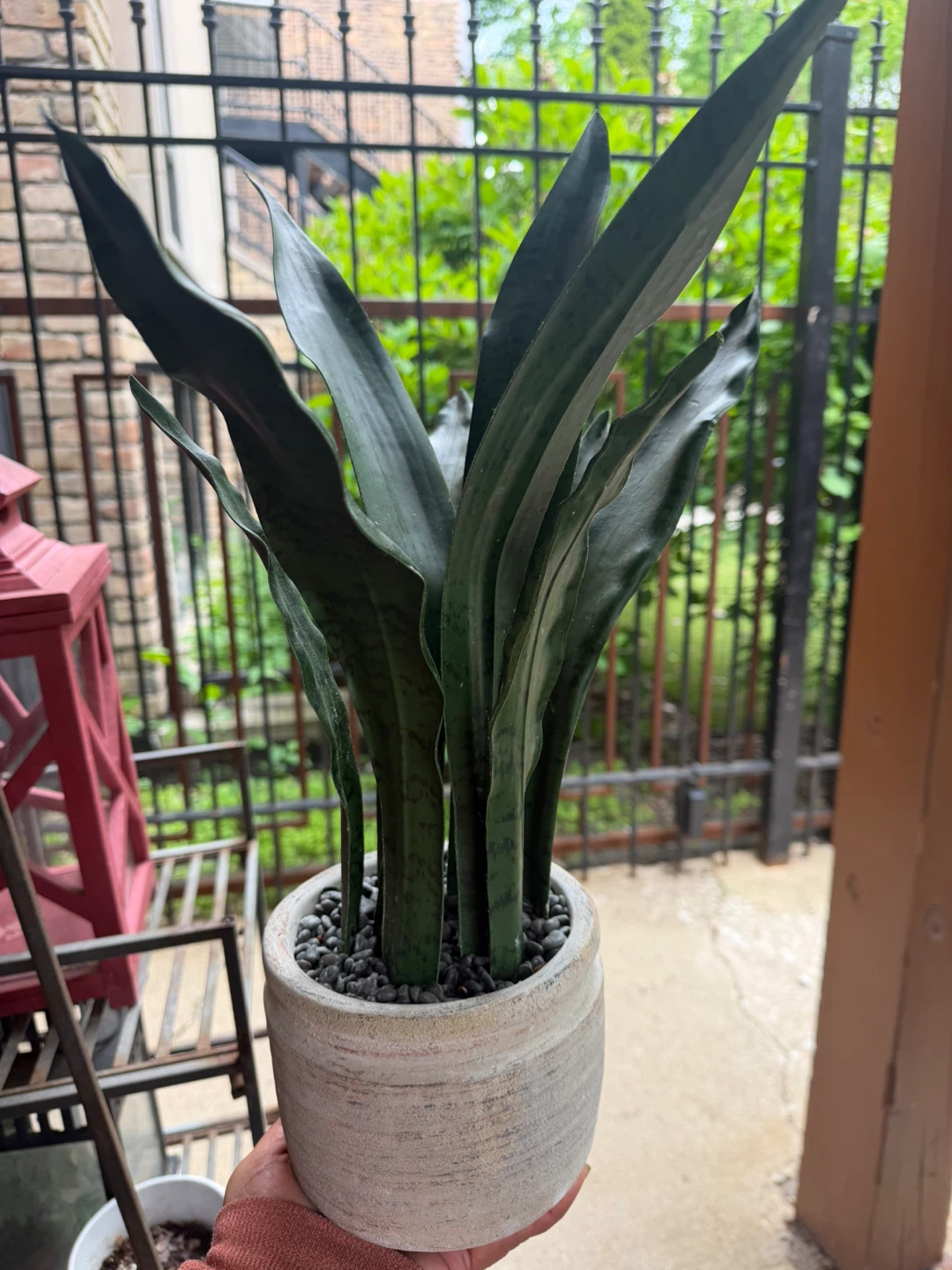 Sansevieria Plant in Pot - photo 2