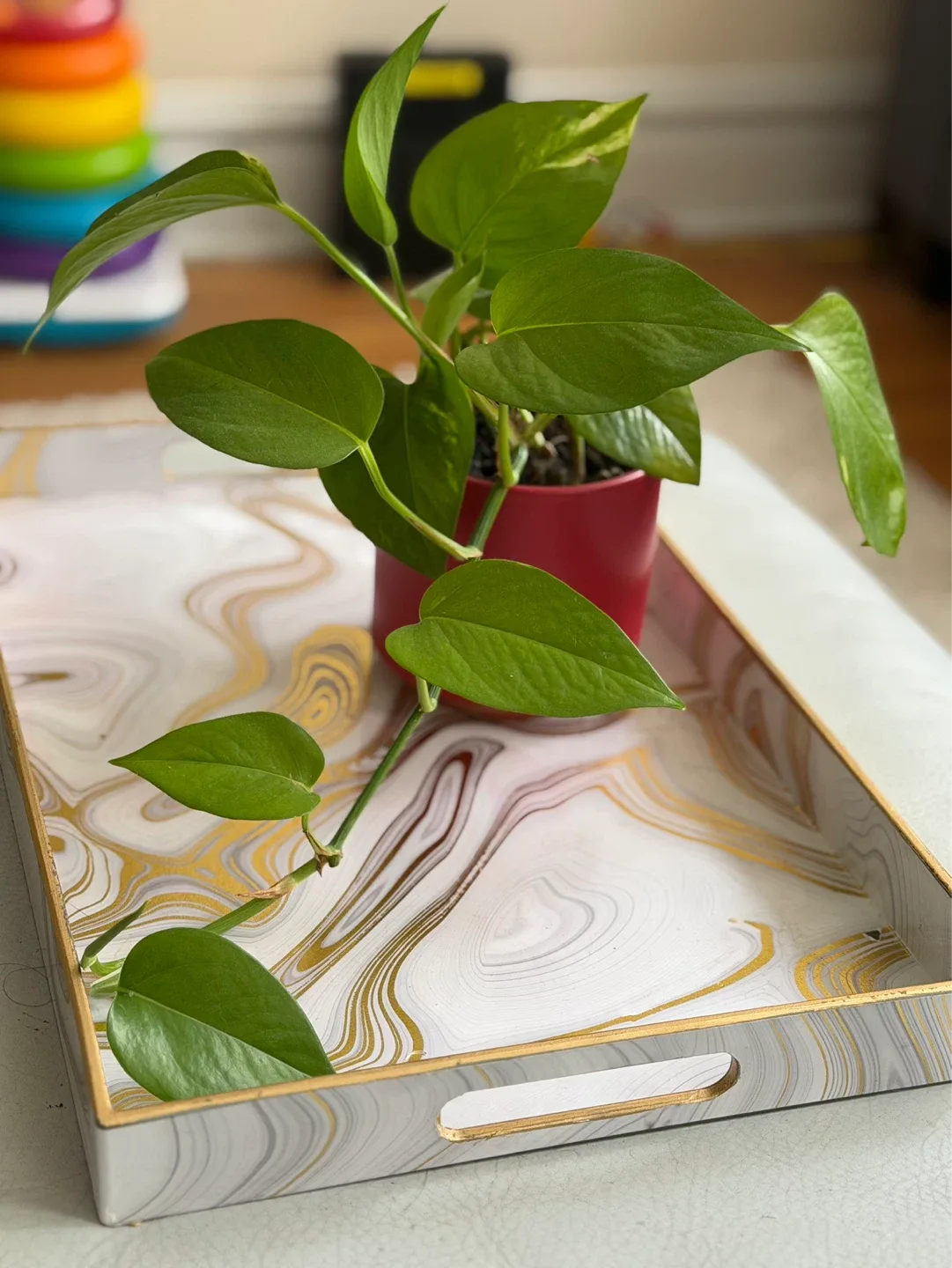 Pothos Plant in Red Pot