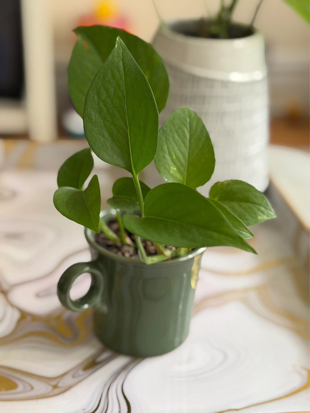 Pothos Plant in Green Mug Pot