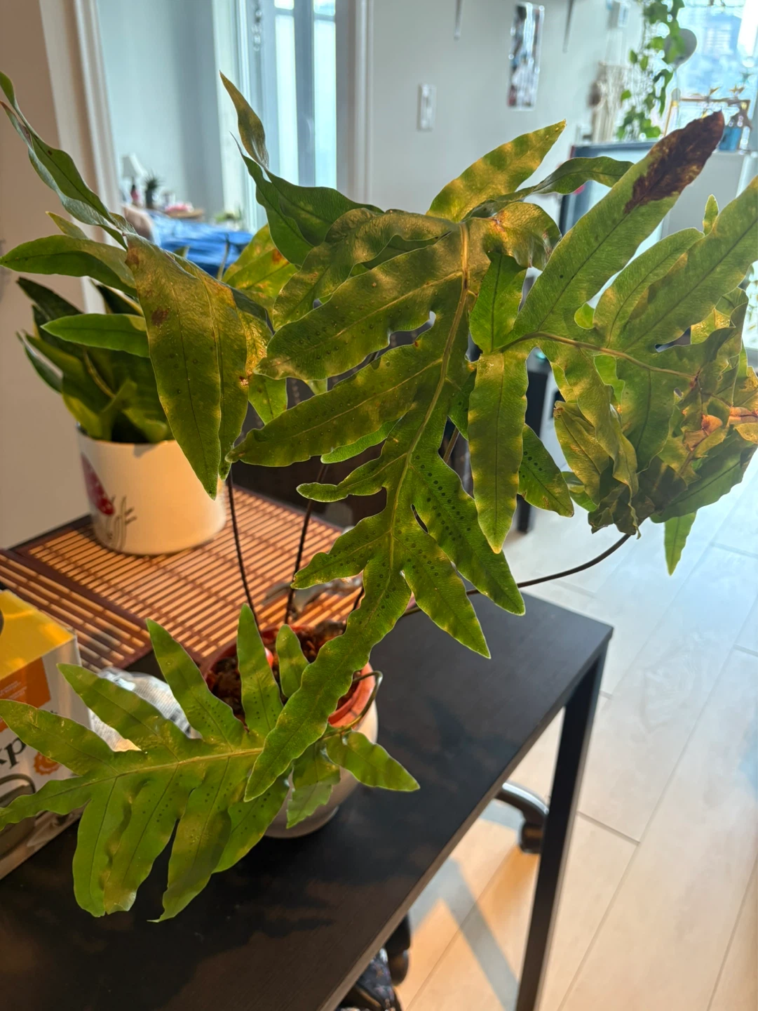 Free Fern *Please read* - photo 2