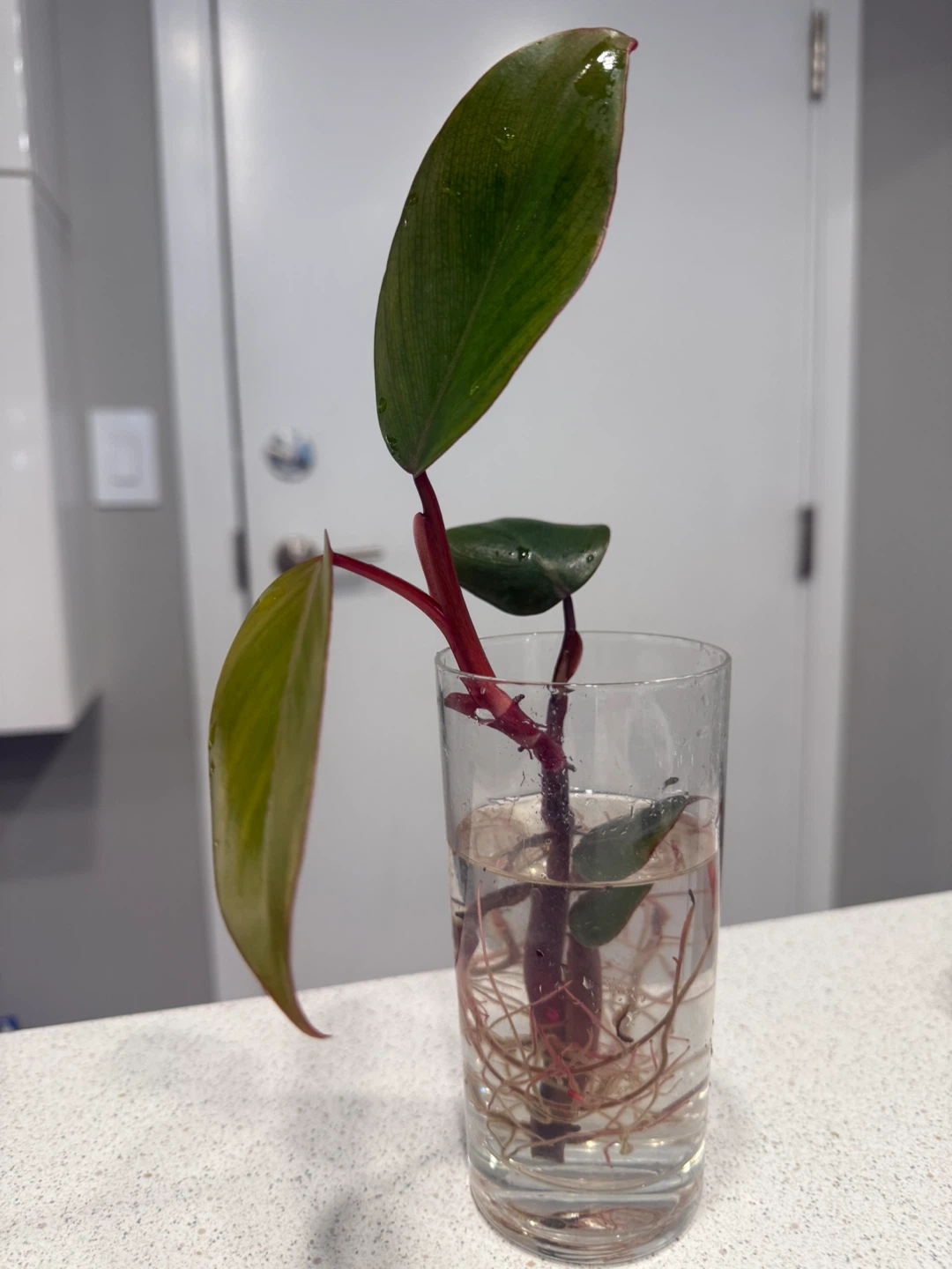 Philodendron Strawberry Shake