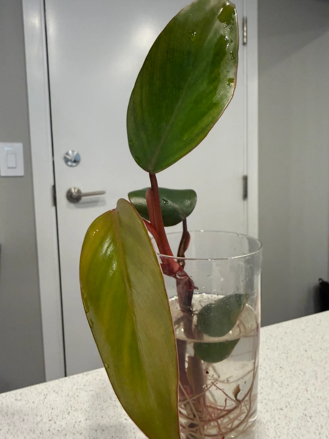 Philodendron Strawberry Shake - photo 2