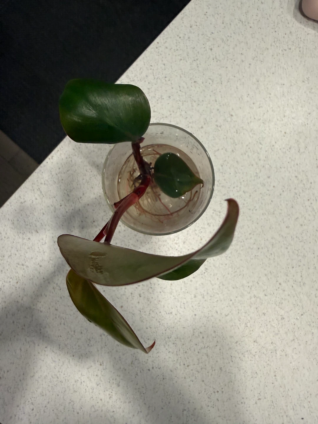 Philodendron Strawberry Shake - photo 4