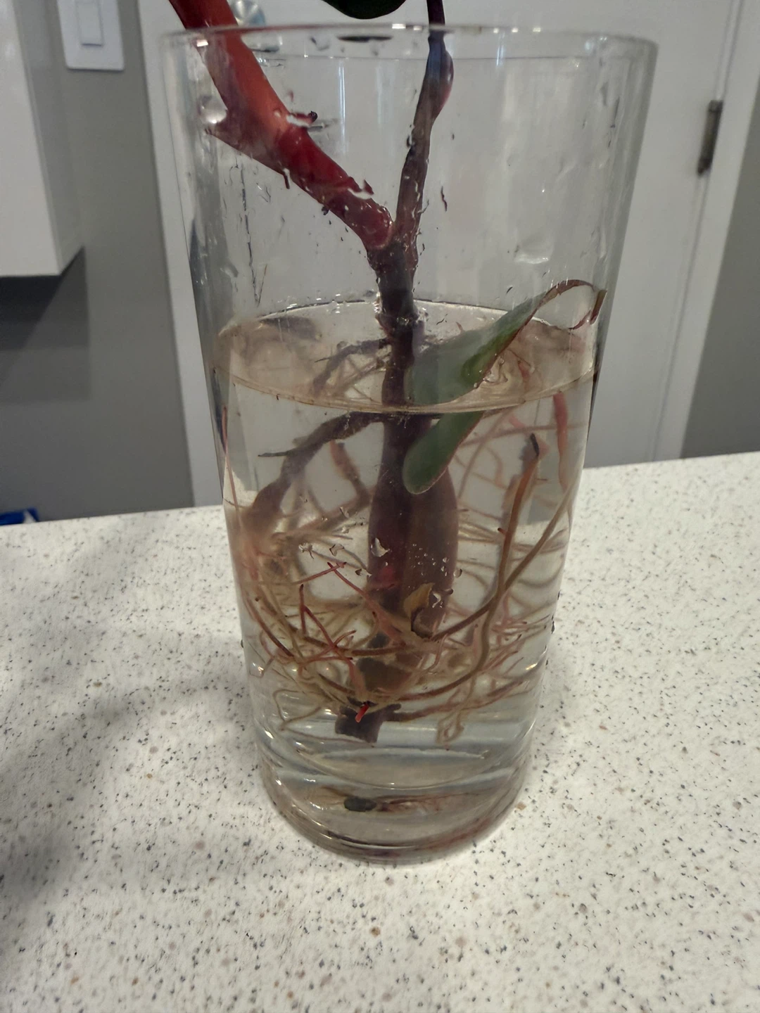 Philodendron Strawberry Shake - photo 3