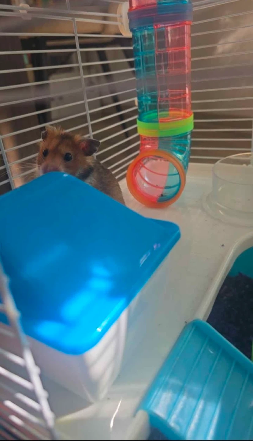 Hamster Cage with Accessories and Food - photo 3