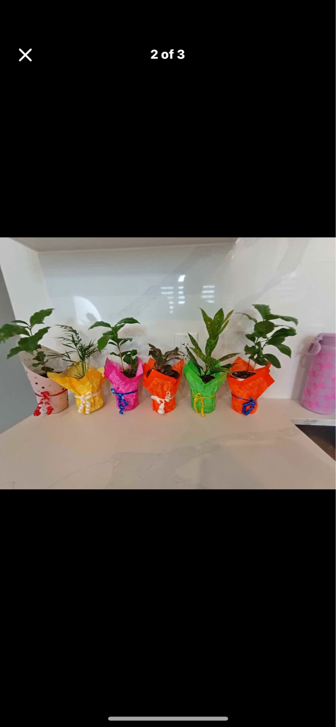 Mothers day plants