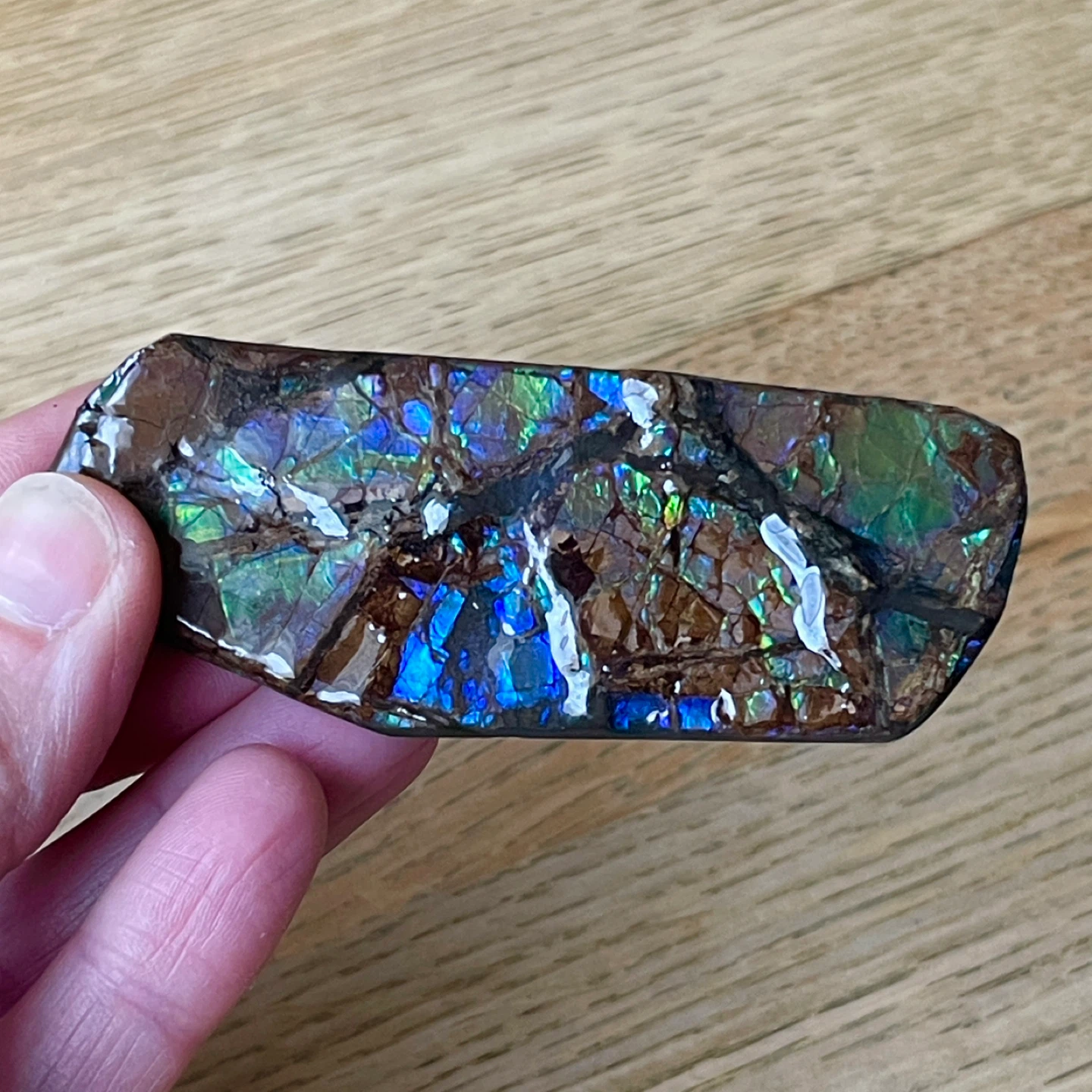 Rare blue/violet Ammolite specimen from Alberta - photo 3