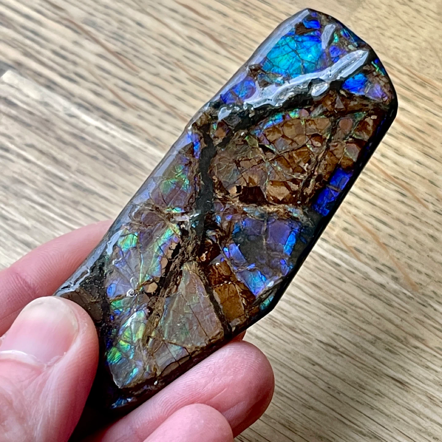 Rare blue/violet Ammolite specimen from Alberta - photo 4