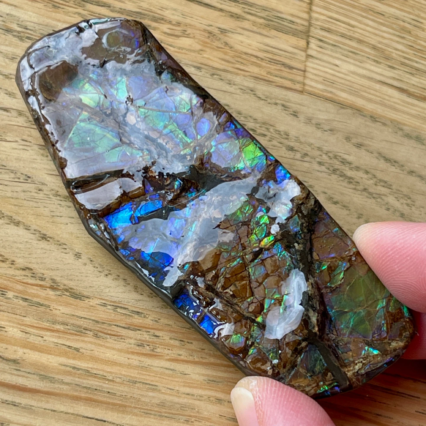 Rare blue/violet Ammolite specimen from Alberta