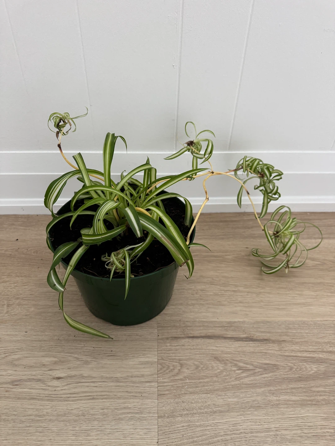 Spider Plant, Full & Healthy