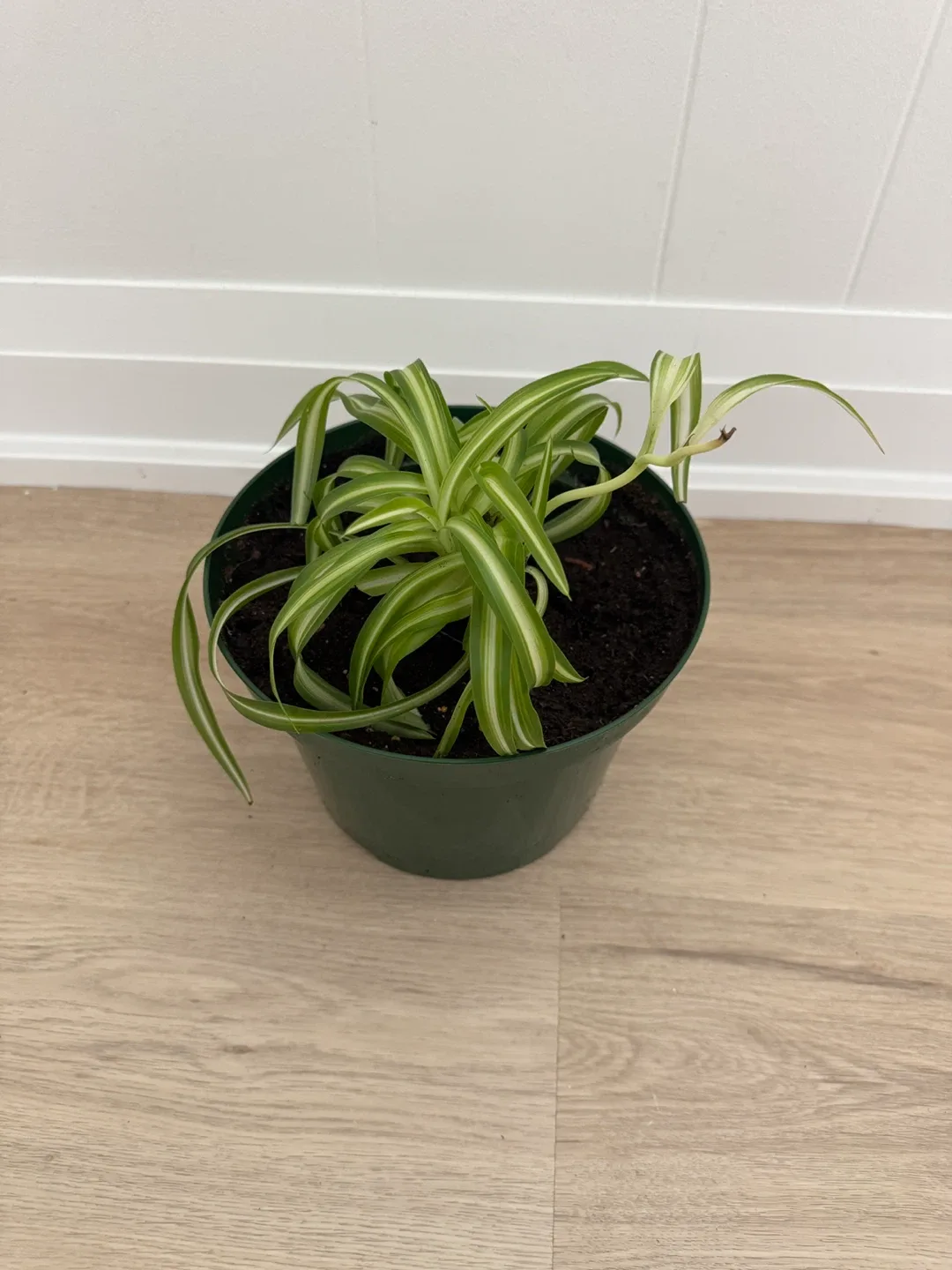 Spider Plant, Full & Healthy