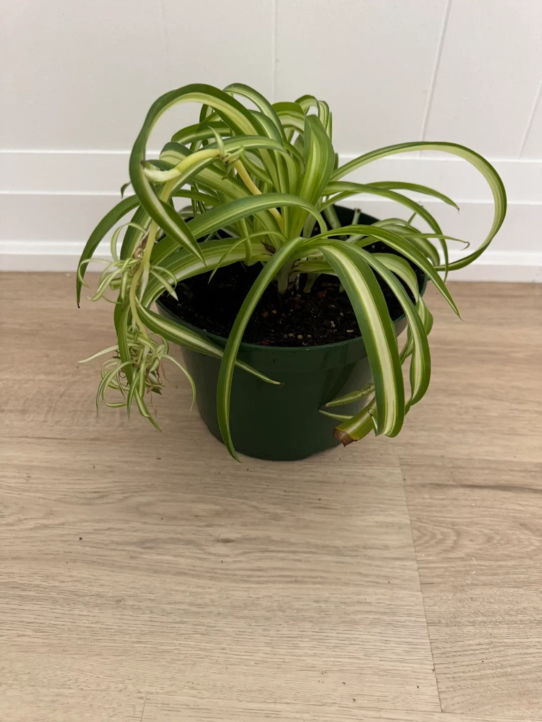 Spider Plant, Full & Healthy