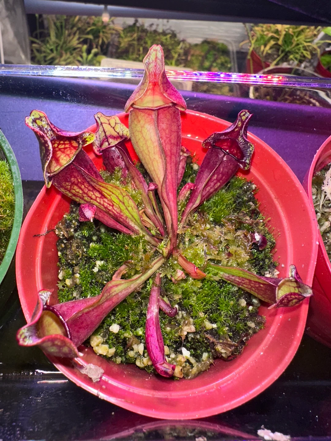 Sarracenia Carnivorous Plant - photo 2