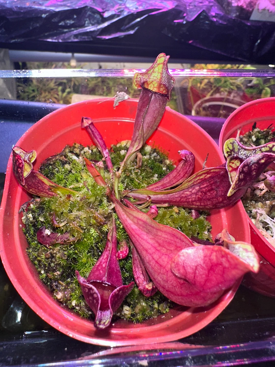 Sarracenia Carnivorous Plant