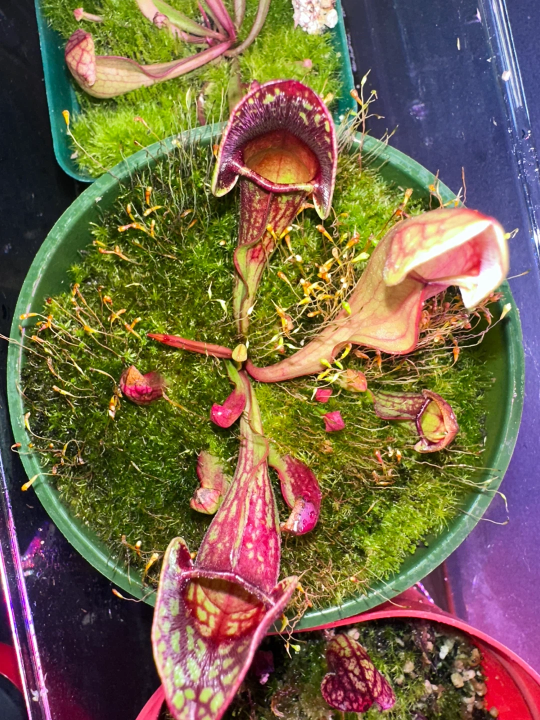Pitcher Plant