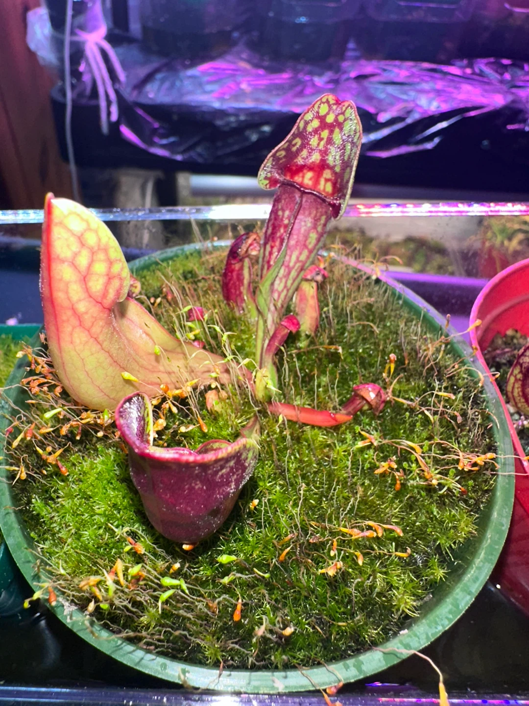 Pitcher Plant - photo 3