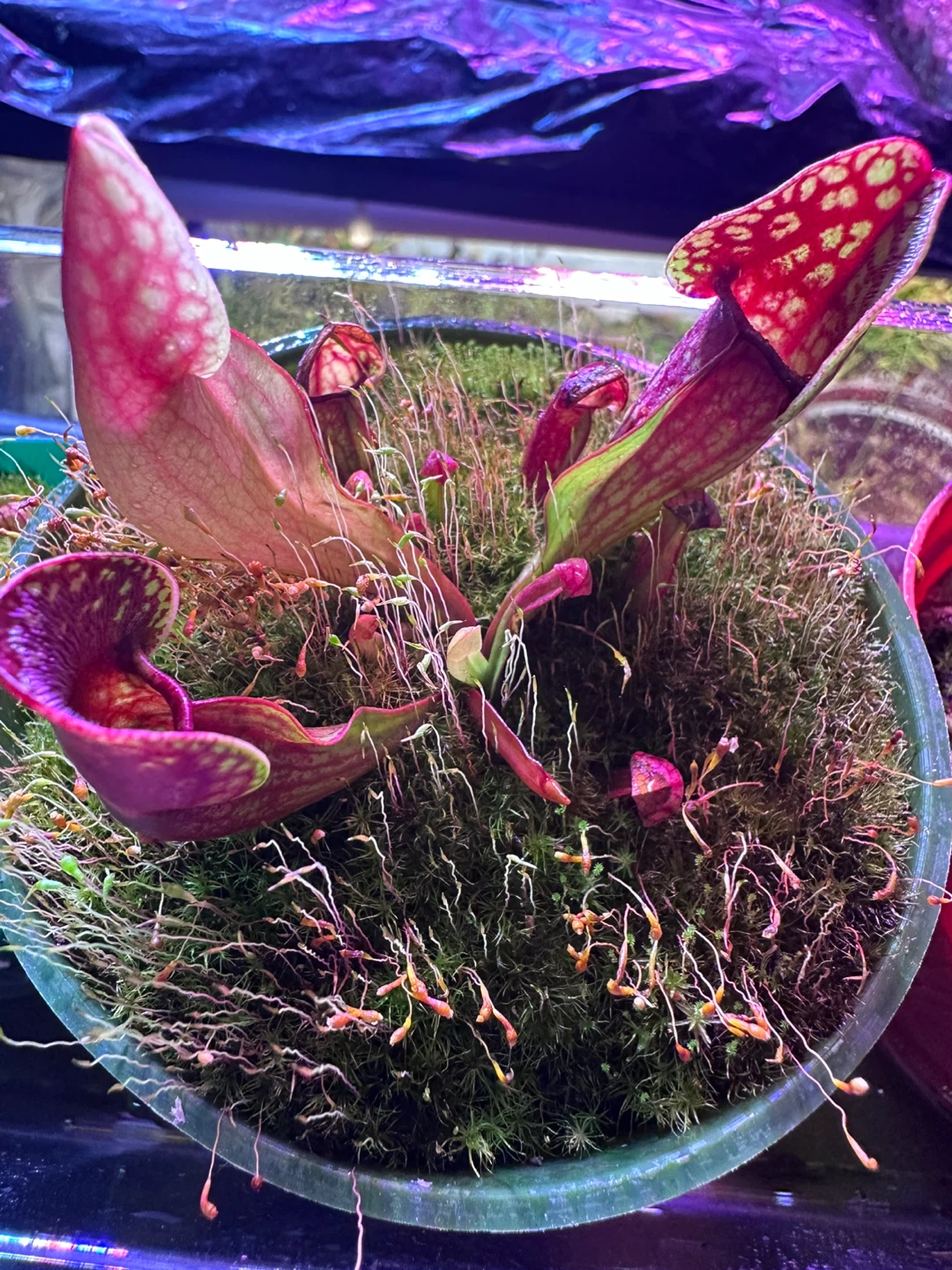 Pitcher Plant - photo 4