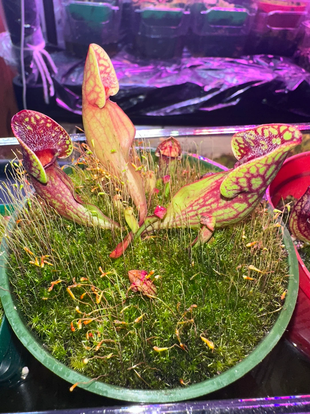Pitcher Plant - photo 2