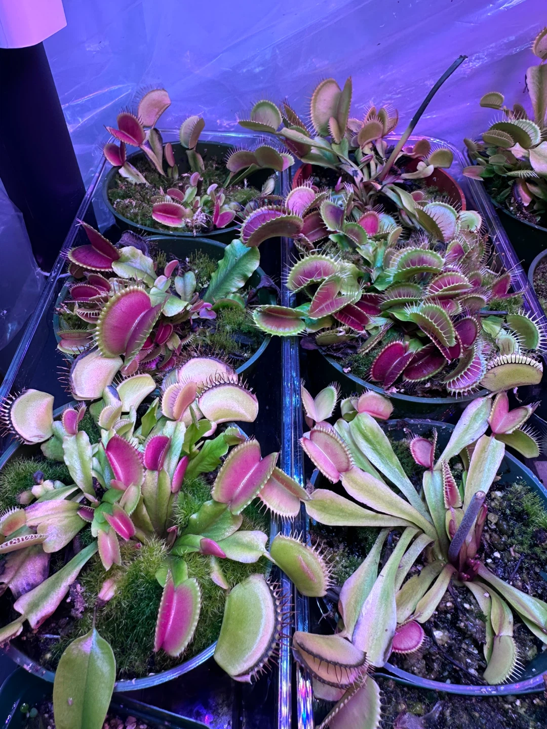 Live Venus Flytrap Plants