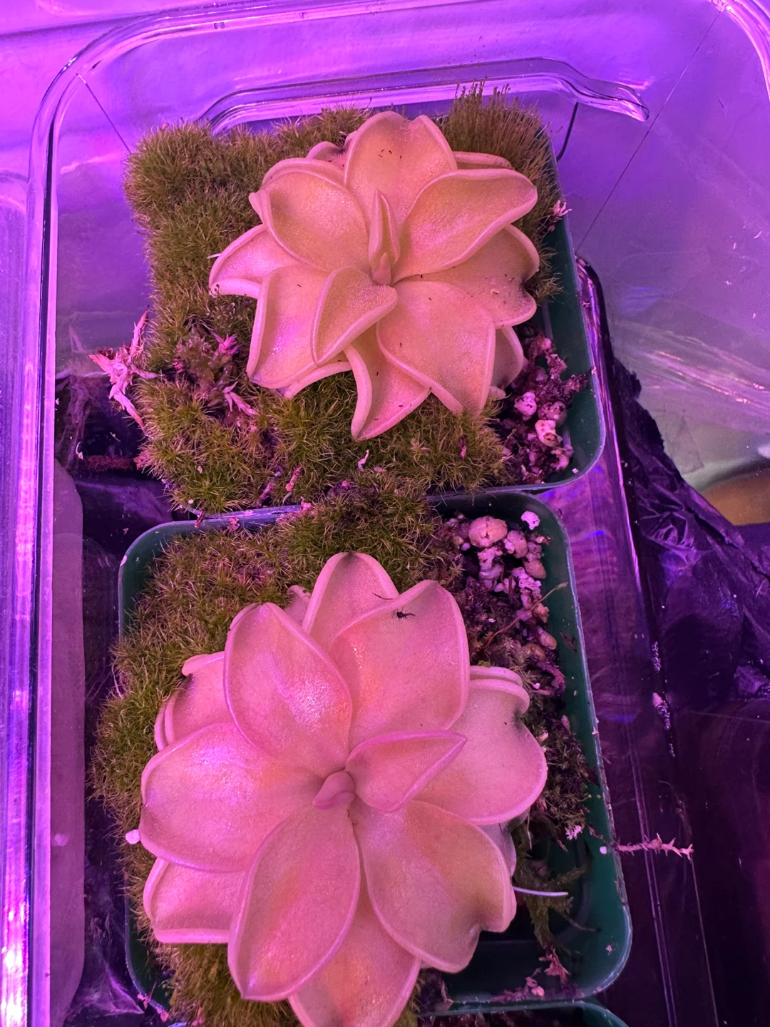 Pinguicula Carnivorous Plant