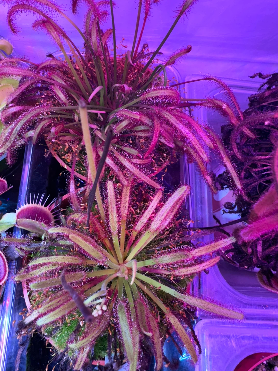 Drosera Capensis Sundew Plant