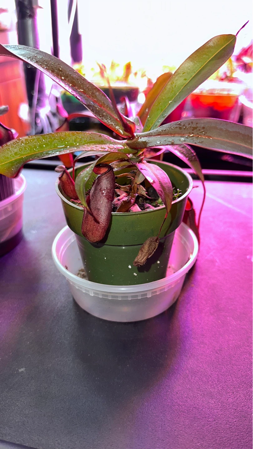 Nepenthes Pitcher Plant - photo 2