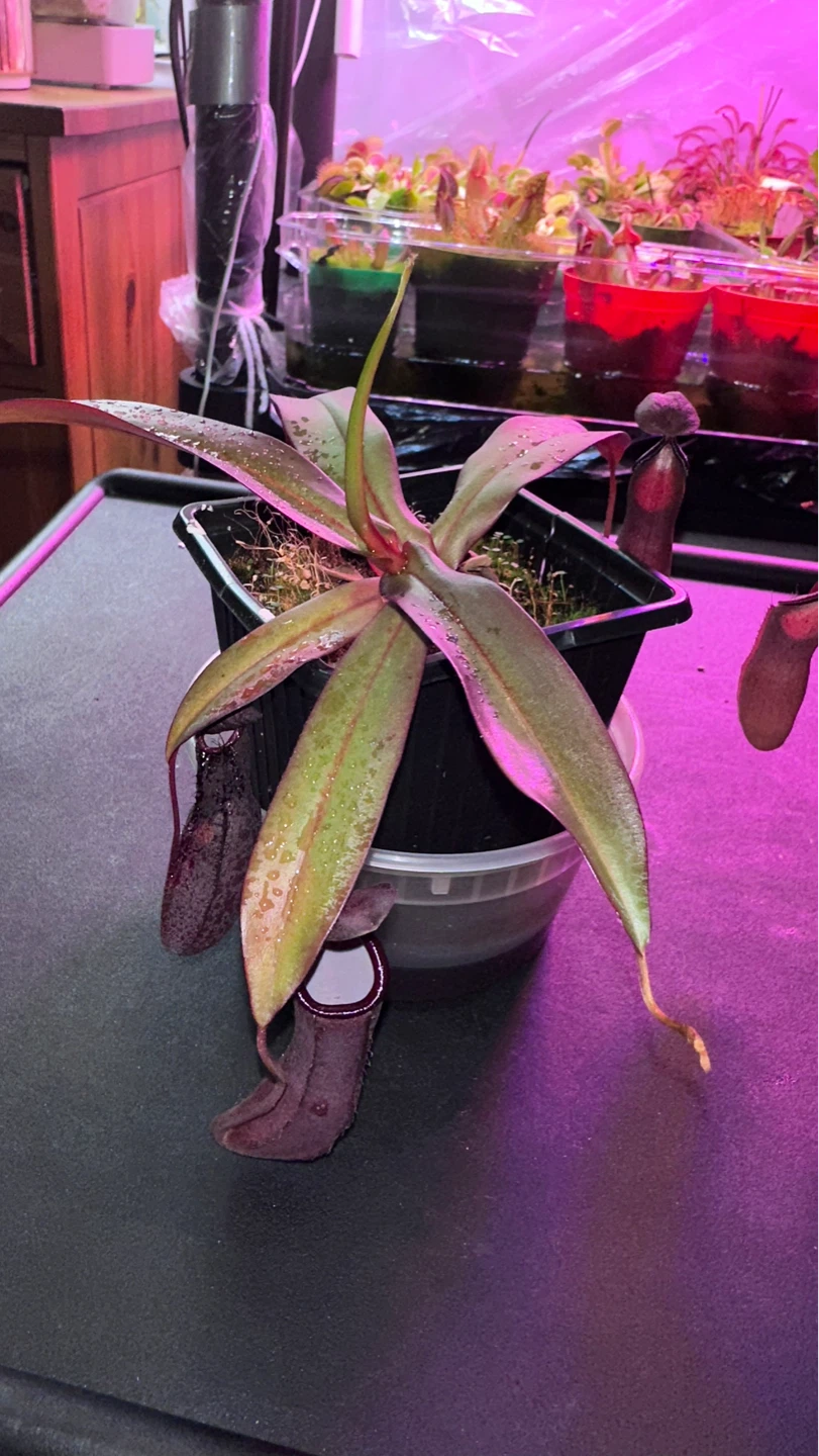 Nepenthes Pitcher Plant - photo 3