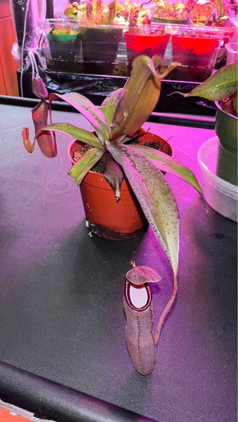 Nepenthes Pitcher Plant