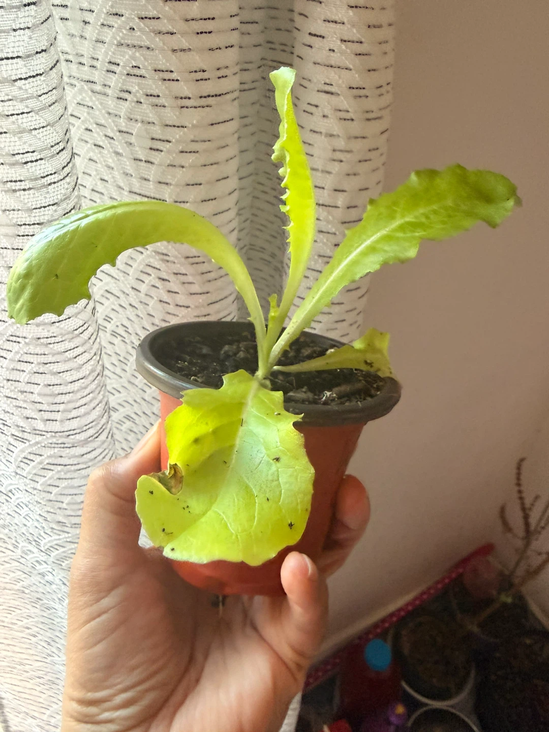 Vegetable Plants - photo 4